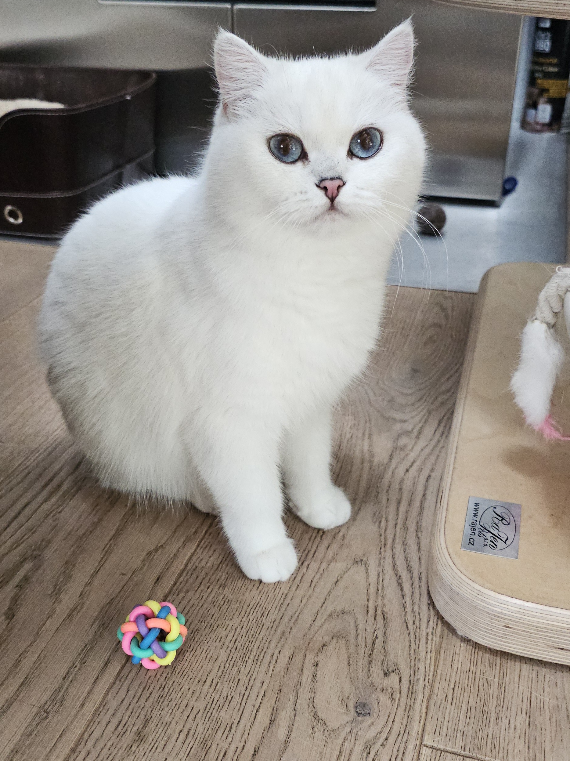 KCH JCH Lioness von der Forch