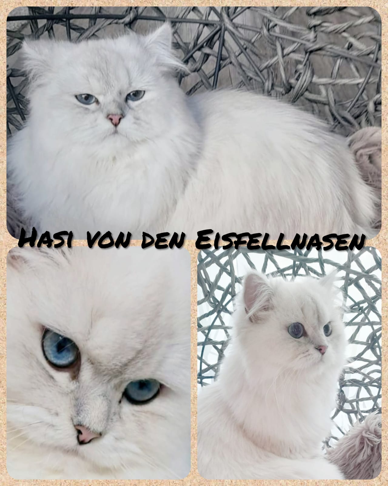 Hasi von den Eisfellnasen