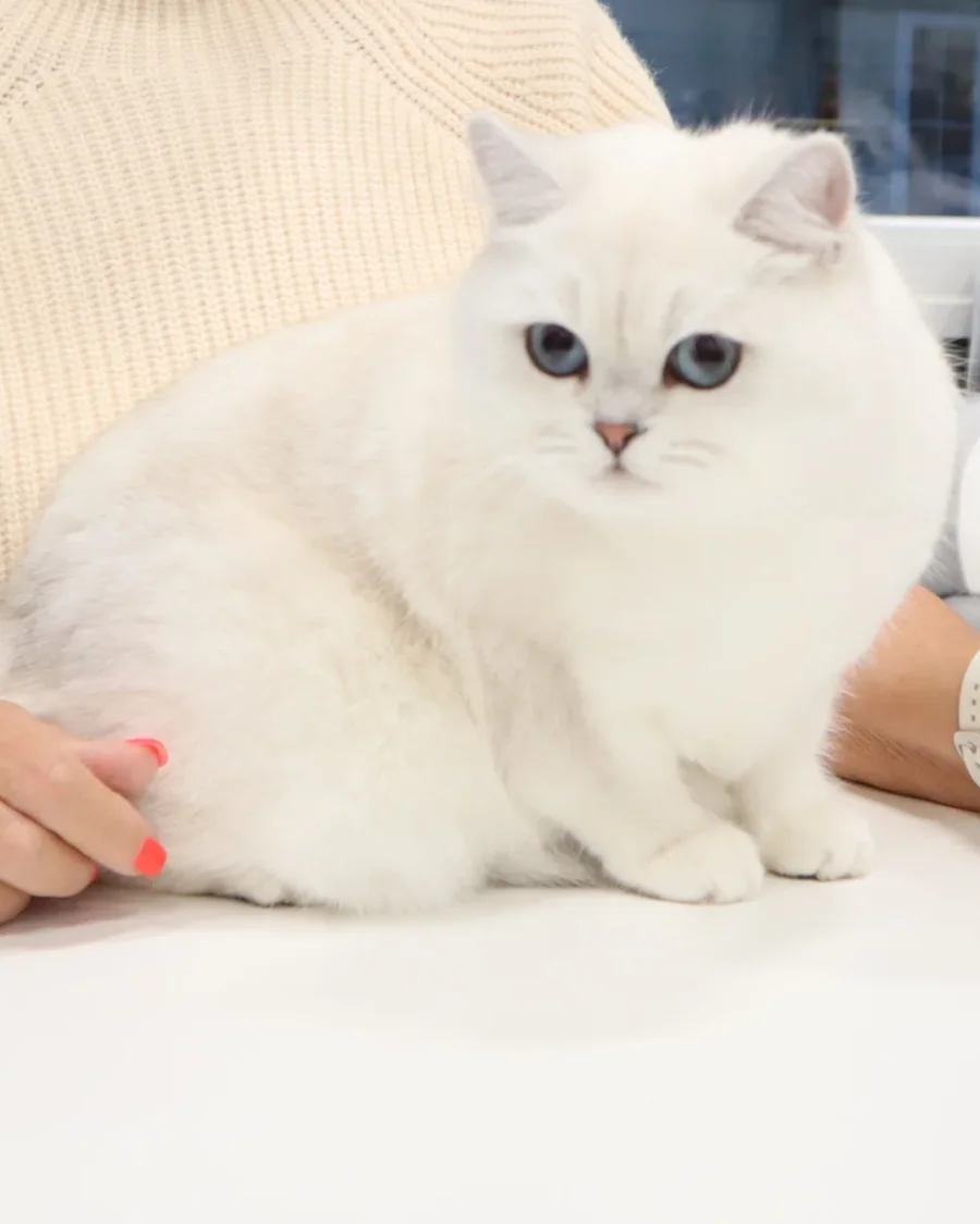 Isa Bella von der Forch