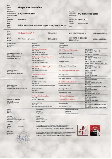 Stammbaum von Ginger Rose Omnia, geb. am 18.3.2022 in Kroatien ns1133