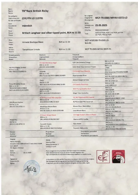 Rare British Ricky, geb. am 25.5.2025, BLH ns 1133