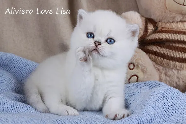Aliviero love Lisa