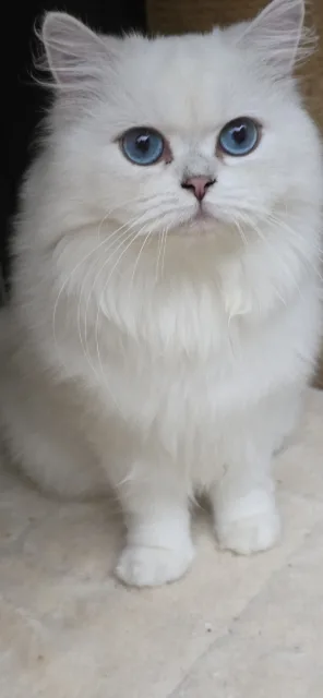 Missy von der Forch